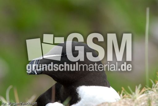 Tordalk (7 von 11).jpg